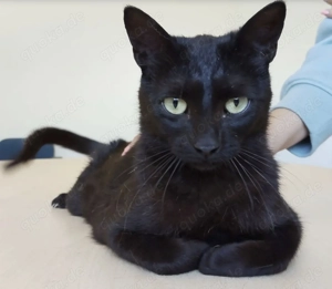 PINA- freundlich, verschmust, verspielt