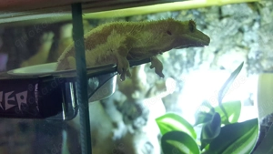 Kronengecko abzugeben