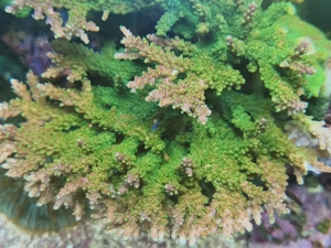 Acropora Mango Garden 