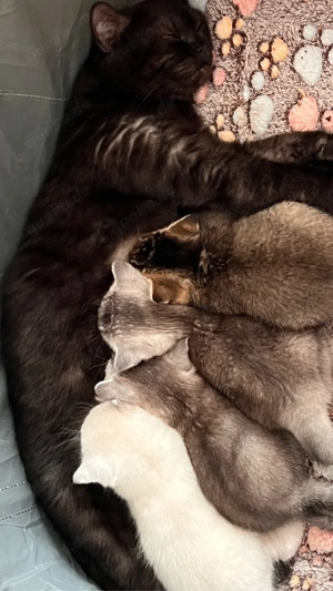 Wunderschöne Bkh Kitten zu verkaufen by