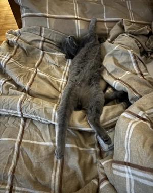 BKH Kater sucht dich 