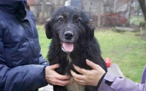 Nase im Wind, Pfoten im Glück - Smokey erkundet bald dein Zuhause?