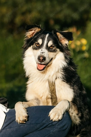 Schöner Tocki sucht liebevolle Familie