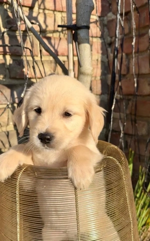 Zuckersüße Golden Retriever Welpen
