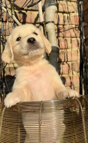 Zuckersüße Golden Retriever Welpen