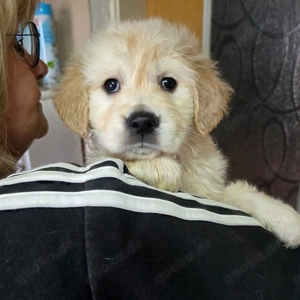Golden Retriever Welpen 
