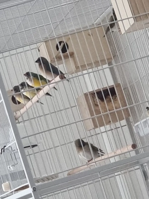 9 Gouldamadinen mit Voliere 