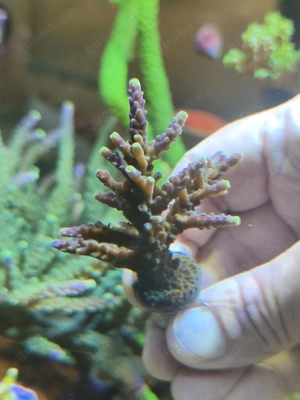Acropora Joker 