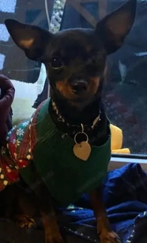 Rehpinscher weibchen