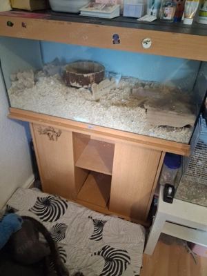 rennmaus weibchen familie