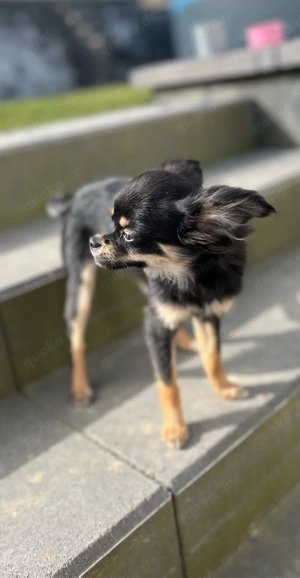 Chihuahua Welpen Junghund  Bild 3