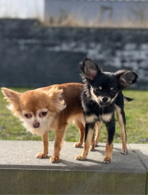 Chihuahua Welpen Junghund  Bild 2