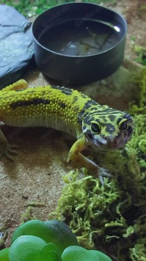 Leopardgeckos