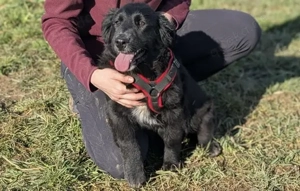 Ankommen, Vertrauen, Bleiben - Layla sucht ihre Menschen