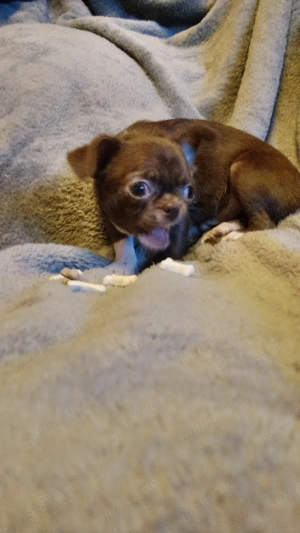  Chihuahua junghund  