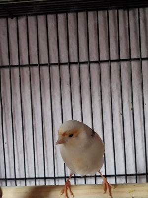 verkaufe ein Pärchen Kanarienvögel 