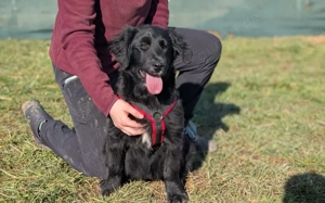 Ankommen, Vertrauen, Bleiben - Layla sucht ihre Menschen Bild 4