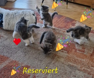 Maine Coon Kitten. Noch ein Kätzchen ist zu haben! 