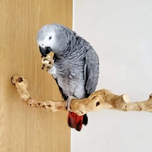 jung Graupapagei gesucht