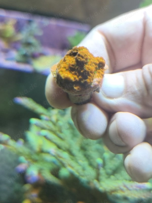 Montipora Sunset und Superman 