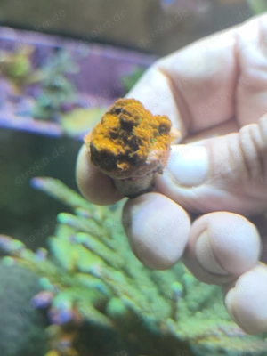 Montipora Sunset und Superman  Bild 2