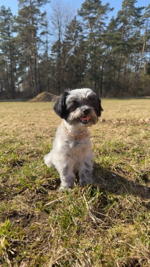 Yorkshire Terrier - Bolonka Mix 