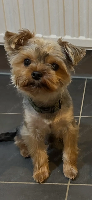 yorkshire Terrier - Bolonka Mix 