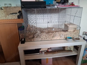 Rennmaus Mänchen brüder