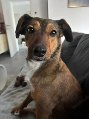 Suncica, junge, freundliche und liebe Traumhündin