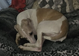 Whippet 16 Wochen 