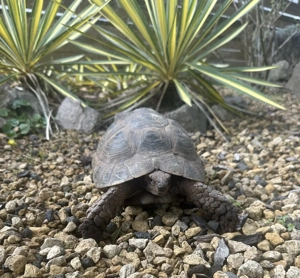 Maurische Landschildkröten