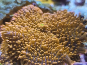 Ricordea yuma orange 