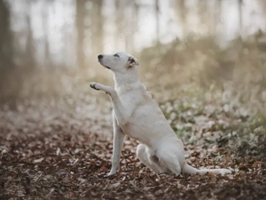 Baran sucht sein Zuhause