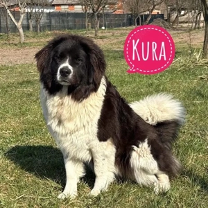 Kura, imposante und wunderhübsche Tornjak   Landseer Hündin