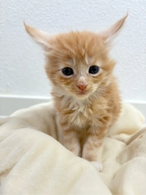 Maine Coon Kitten reinrassig mit Stammbaum