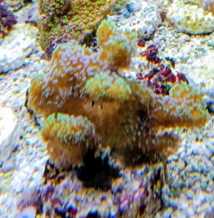 Korallenableger- Stylophora danae Bild 2