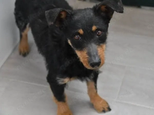 Theodora sucht ihr Zuhause (noch auf Sardinien)