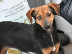 Tea sucht ihr Zuhause (noch auf Sardinien)