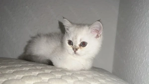 BKH Kitten  Nala    Seal-Silver-Shaded-Point, blaue Augen, ab sofort abholbereit