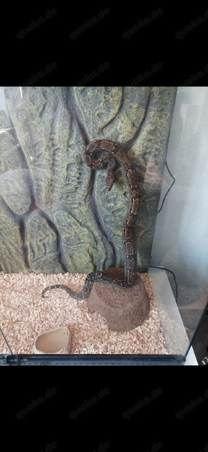 Kaiserboa Zwergboa Boa Constictor Imperator