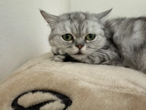 Drei liebe Katzen abzugeben   