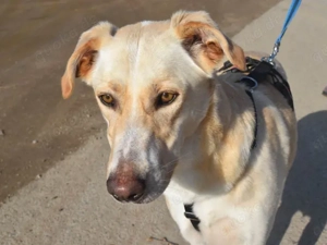 JayJay sucht sein Zuhause Bild 5