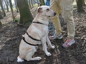 JayJay sucht sein Zuhause Bild 2