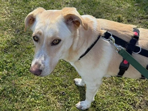 JayJay sucht sein Zuhause Bild 6