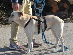 JayJay sucht sein Zuhause Bild 3