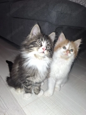 Reinrassige XXL Maine Coon Kitten 