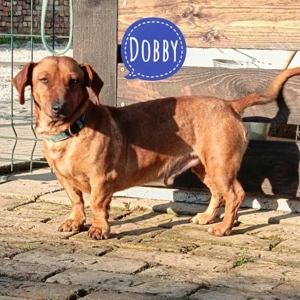 Doby, junger Dackel (Mix)