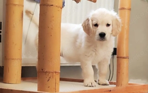 Wunderschöne reinrassige Goldi Babys alles Rüden suchen ab sofort 