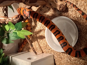 Okeetee Kornnatter 1.0 superschön