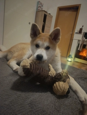 Treue Akita Hündin sucht ,, Für immer Zuhause ''